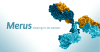 Merus N.v.